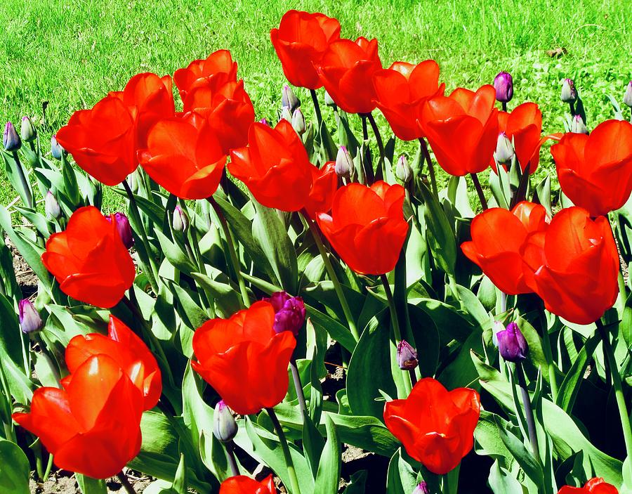 Red Tulips #1 Photograph by Stephanie Moore