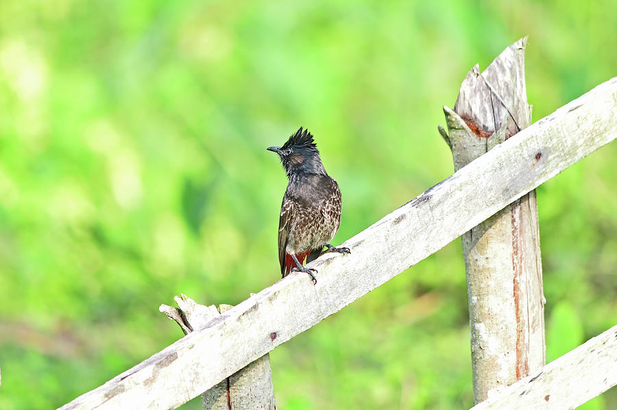 Red-vented Bulbul - Pycnonotus cafer #1 Photograph by Amazing Action Photo Video