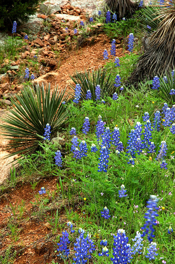 Bluebonnets Photograph - Red White and Blue #2 by Robert Anschutz