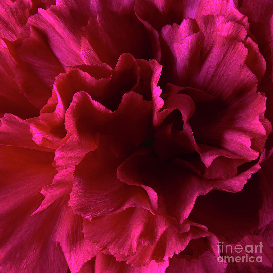 Red Wild Carnation Photograph