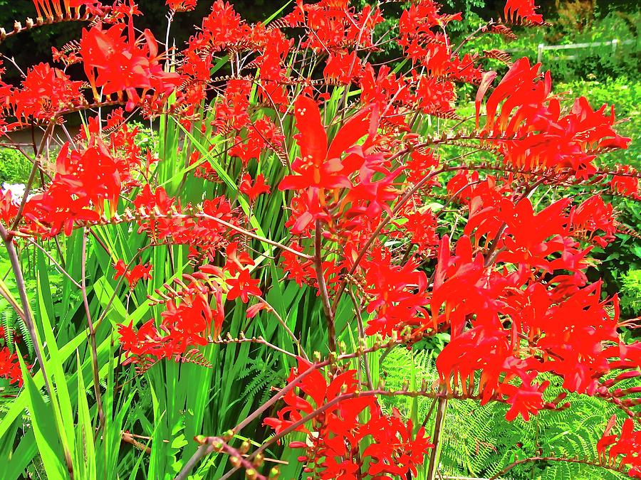 Flower Photograph - Red Wildflowers #1 by Stephanie Moore
