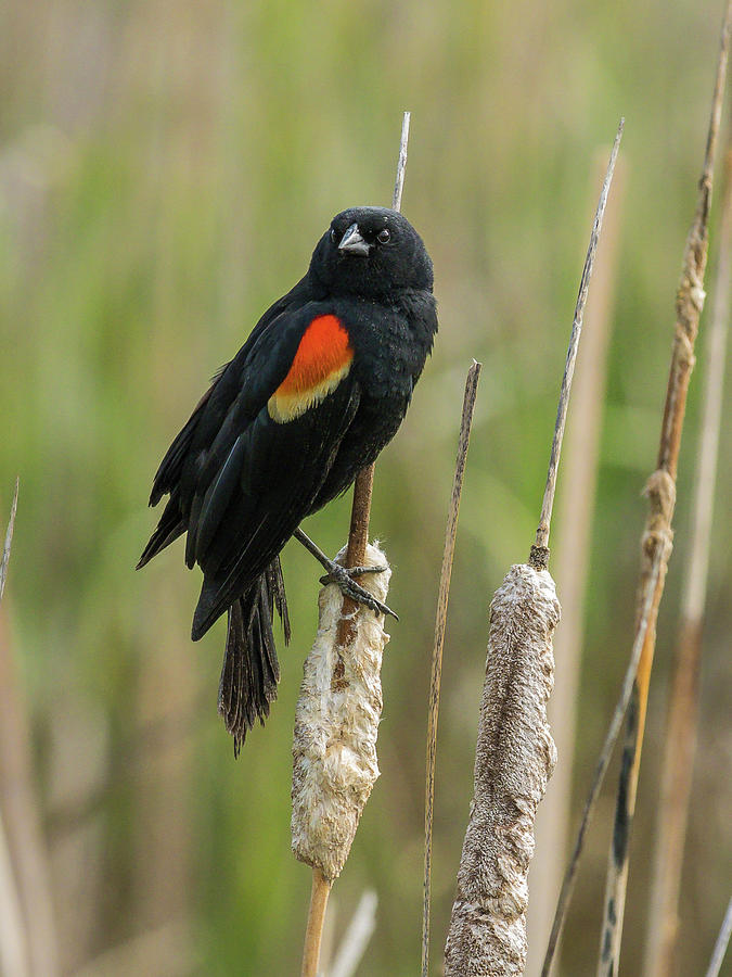 Red-Wing Blackbird #1 Photograph by Mark Mille