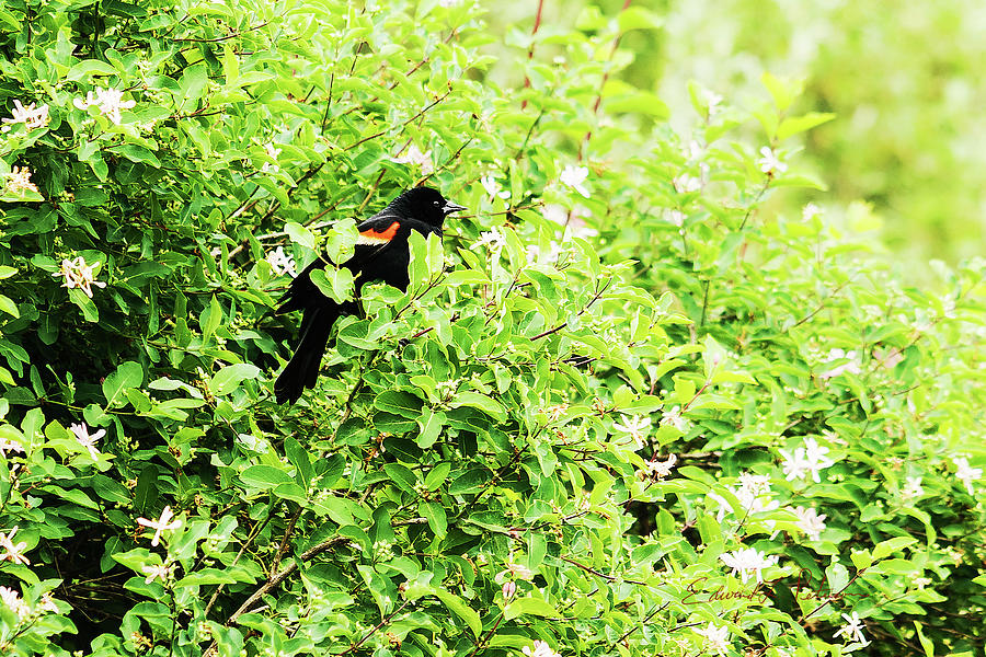 Red-winged Black Bird  #1 Photograph by Ed Peterson