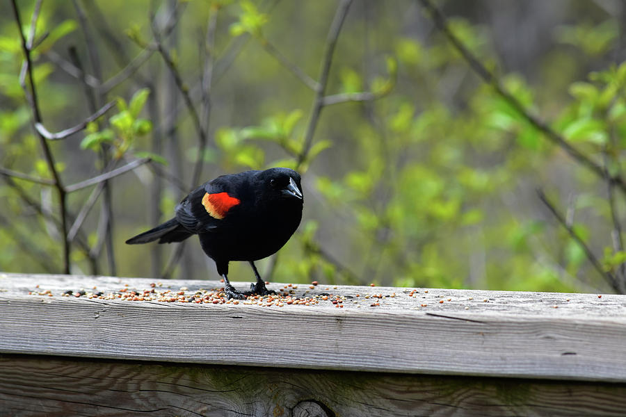 Red Winged Black Bird Photograph
