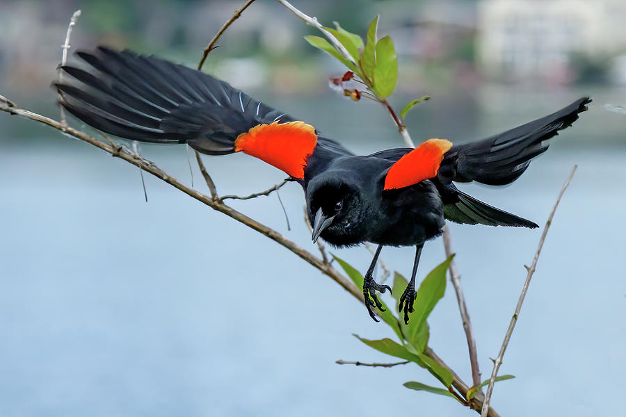 Red-winged Blackbird #1 Photograph by Bill Ray