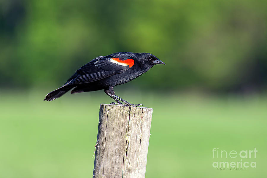 Red Winged Blackbird #1 Photograph by David Arment