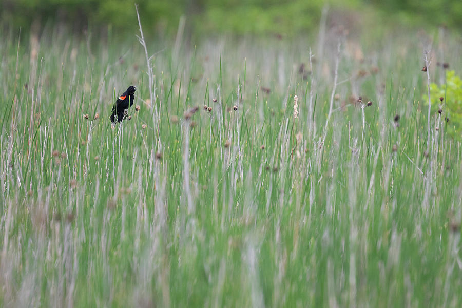 Red-Winged Blackbird In Tall Grass #1 Photograph by Ricky Kresslein