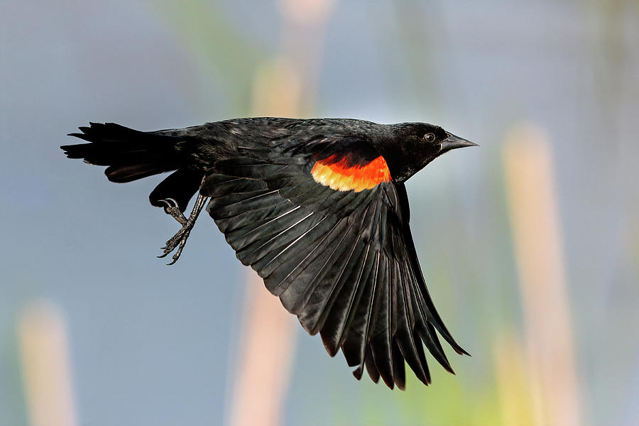 Red-winged Blackbird  #1 Photograph by Jack Bell