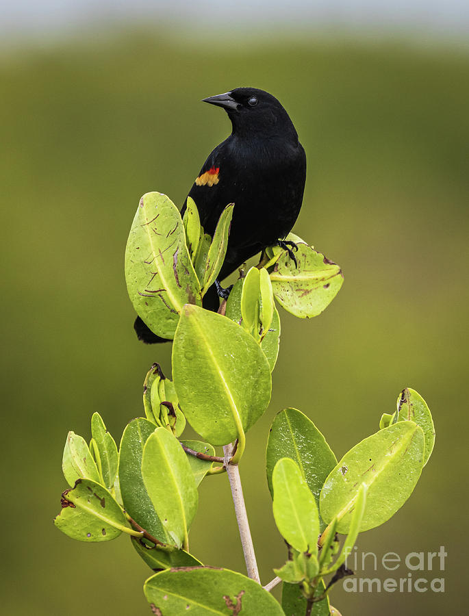 Red-Winged Blackbird #2 Photograph by Jim Gillen