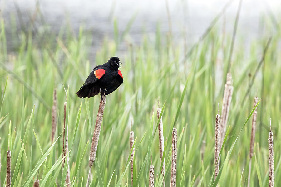 Red-winged Blackbird  #2 Photograph by Michael Russell
