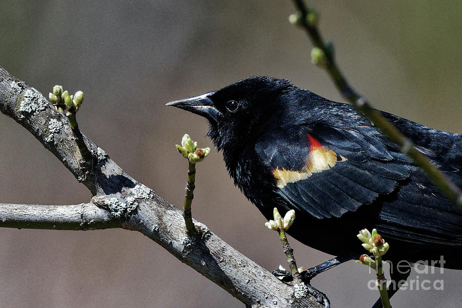 Red-winged Blackbird #1 Photograph by Paul Mashburn