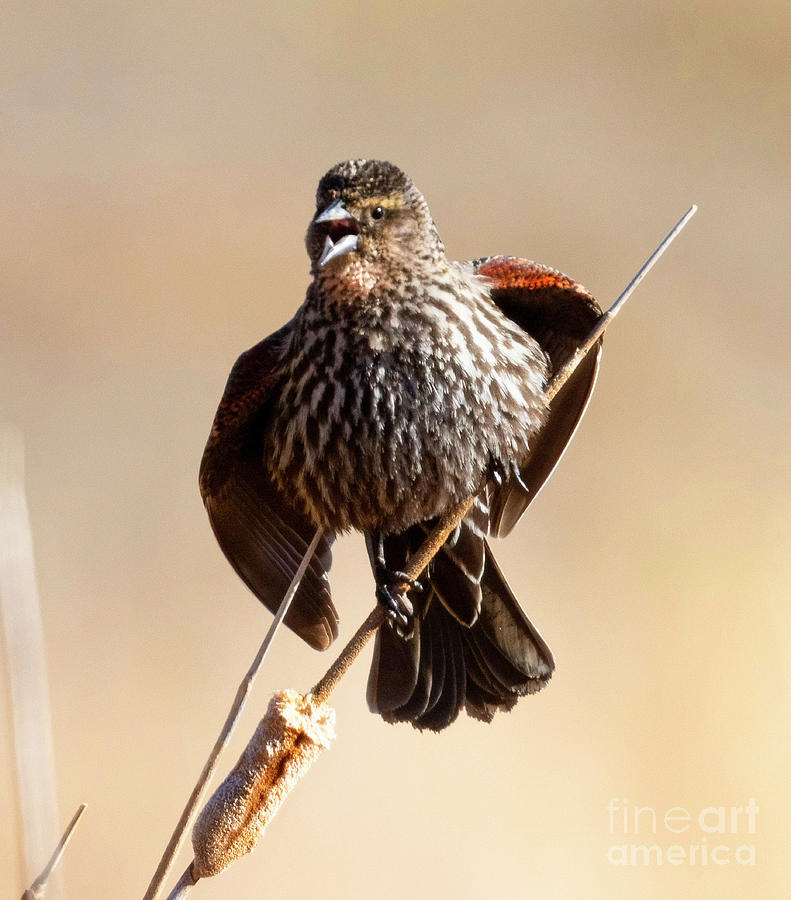 Red-winged Blackbird #1 Photograph by Steven Krull