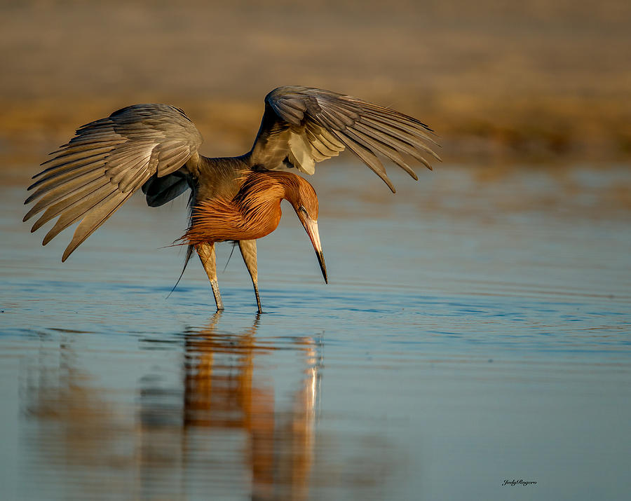 Reddish Egret fishing #1 Photograph by Judy Rogero