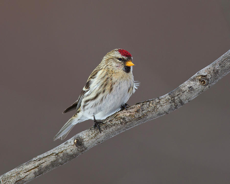 Redpoll #1 Photograph by Timothy McIntyre