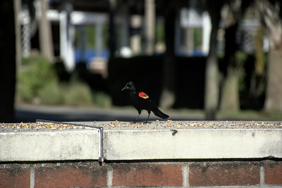  Redwing Blackbird #1 Photograph by Christopher Mercer