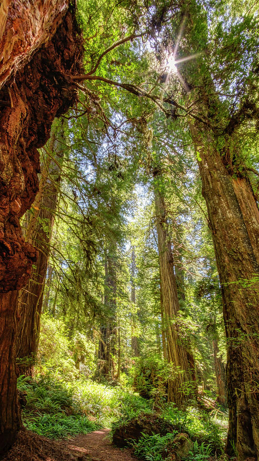 Redwoods #1 Photograph by Bill Ray