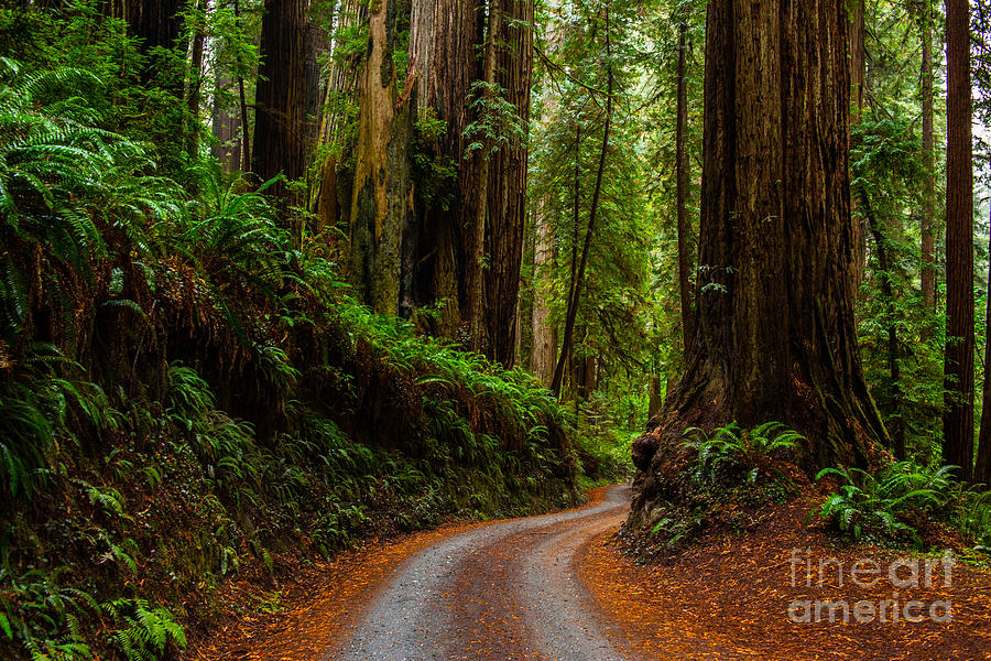 Redwoods #7 Photograph by Billy Bateman