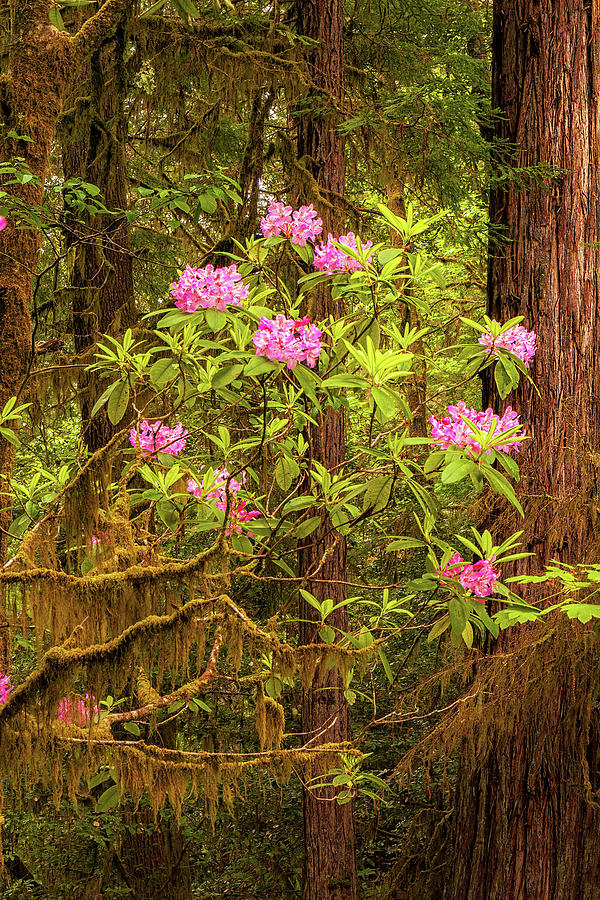 Redwoods in the Spring #1 Photograph by Andrew Soundarajan