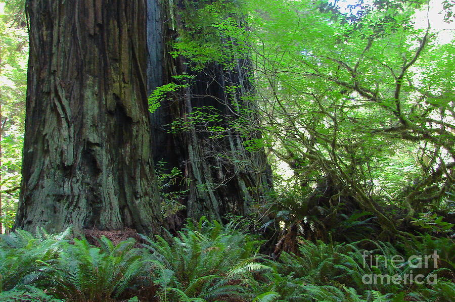 Redwoods National Forest Park #1 Digital Art by Tammy Keyes
