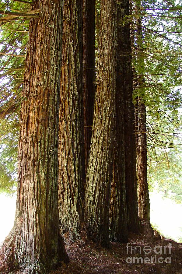 Redwoods  #1 Digital Art by Tammy Keyes
