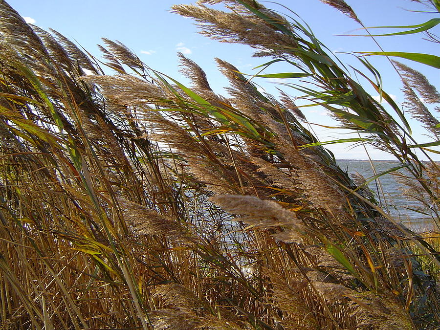 Reeds By The Bay #1 Photograph by Edward Theilmann