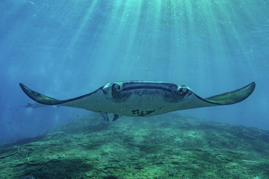 Wildlife Photograph - Reef manta rays, Penida Island, Indonesia #1 by Tim Fitzharris