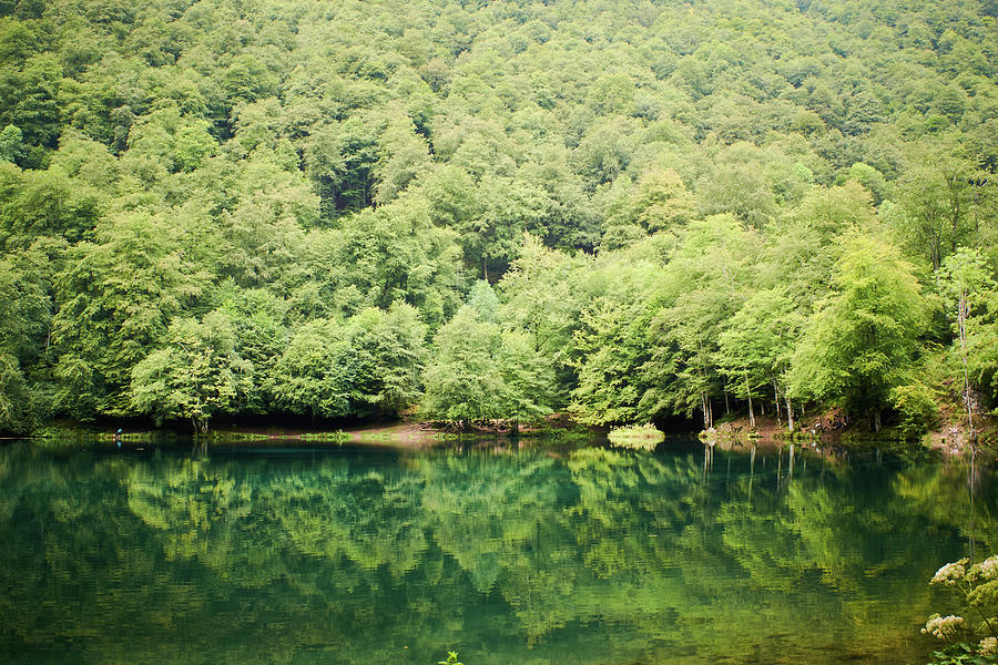 Reflection Of Two Trees In A Lake Photograph by Eva Carrera - Pixels