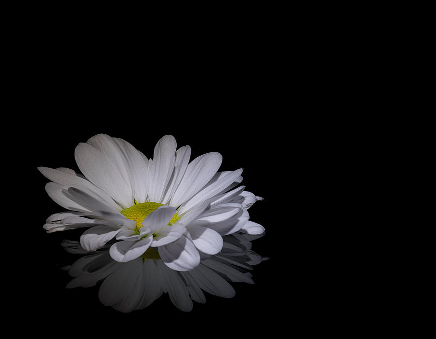 Reflection of a Daisy Photograph by Sandi Kroll