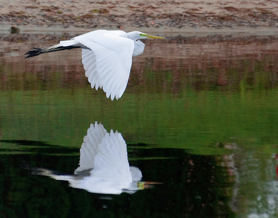 Reflections in Flight #1 Photograph by Kenneth Lane Smith