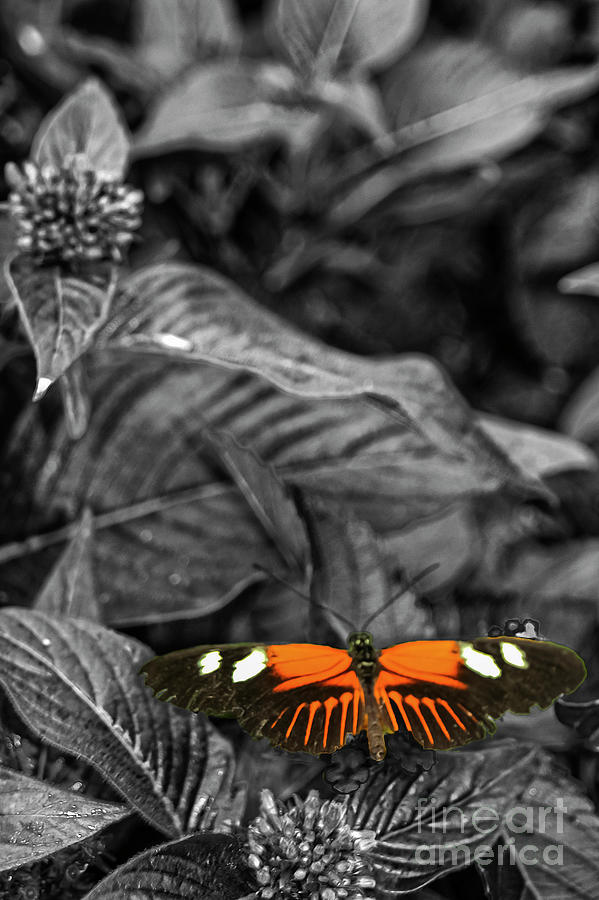Reiman Gardens Postman Butterfly Two 4 Photograph by Bob Phillips
