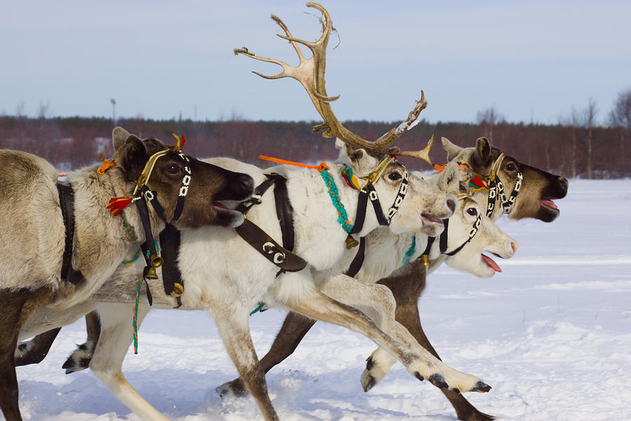Reindeer race #1 Photograph by AndreyTTL