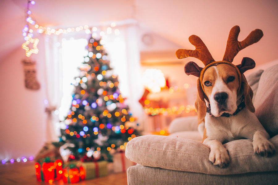 Reindeer, The Red-nosed Beagle Dog #1 Photograph by AleksandarNakic