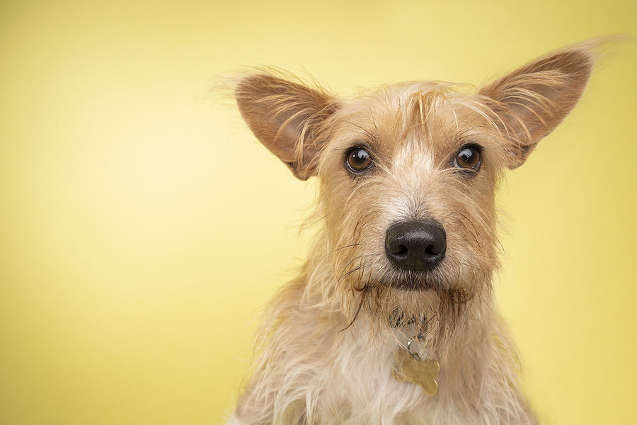 Rescue Animal - Cairn Terrier/Corgi mix #1 Photograph by Amandafoundation.org