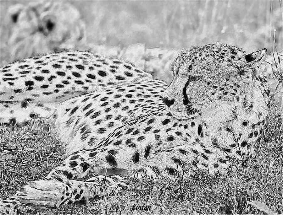Resting Cheetah  #1 Digital Art by Larry Linton