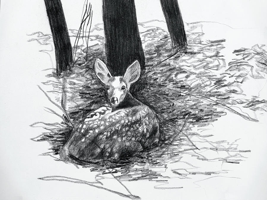 Resting Fawn #1 Drawing by Lynn Hansen