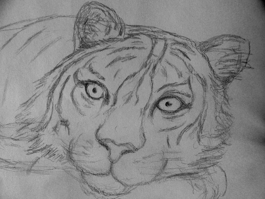 Resting Tiger #1 Drawing by Stephanie Moore