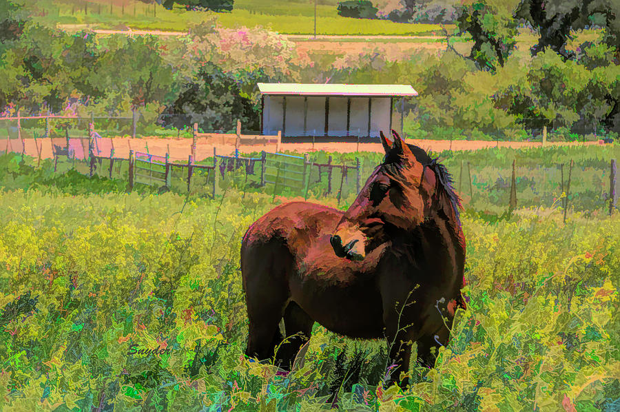 Return  to Freedom Wild Horse in the Wild Flowers  #1 Photograph by Barbara Snyder