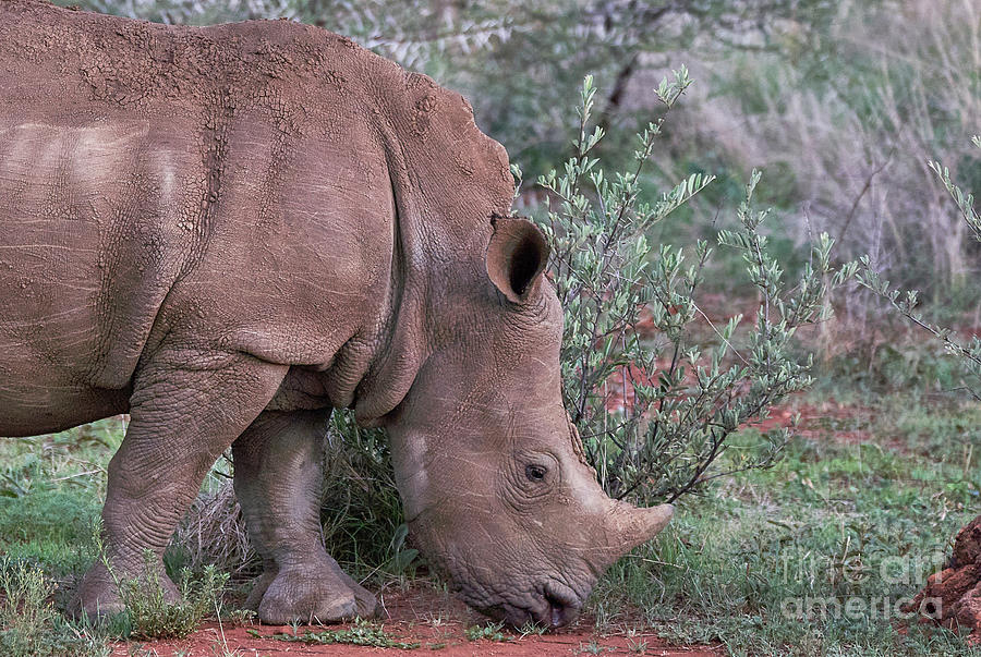 Rhino Portrait #1 Photograph by Brian Kamprath