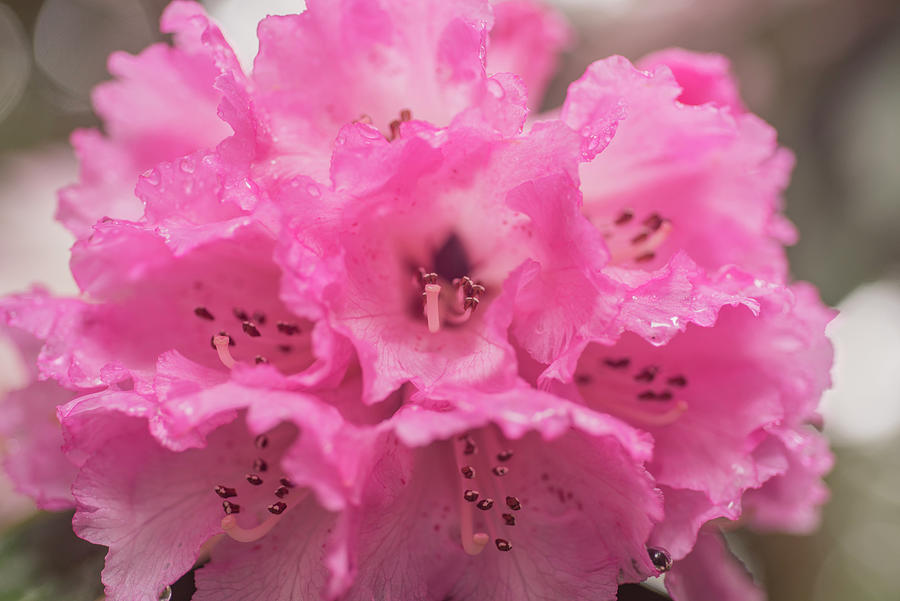 Rhododendron Arboreum Ssp Arboreum Photograph
