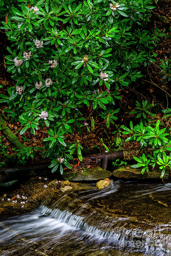 Rhododendron in the Rain #1 Photograph by Thomas R Fletcher