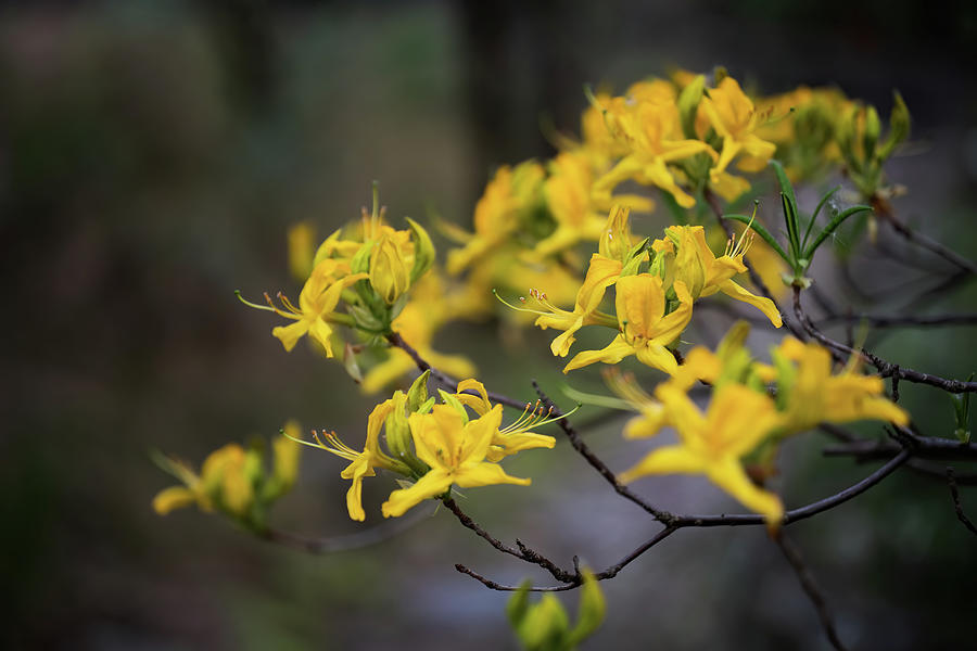 Rhododendron Luteum Blooming Yellow Flowers #1 Photograph by Artur Bogacki