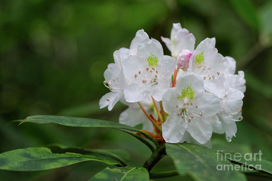 Rhododendron #1 Photograph by Phil Perkins