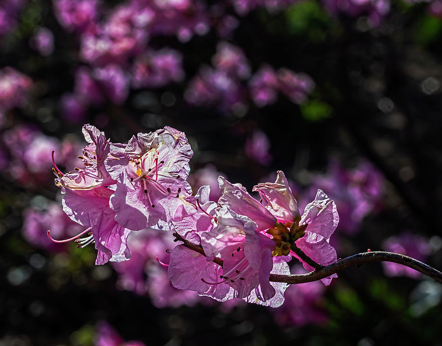 Rhododendron #1 Photograph by Robert Ullmann