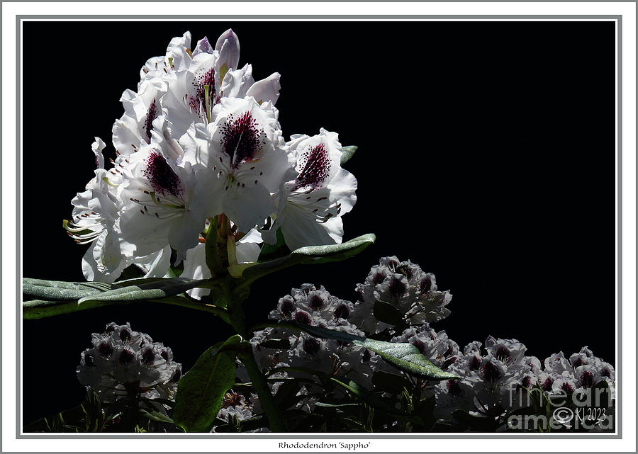 Rhododendron Sappho #1 Photograph by Klaus Jaritz