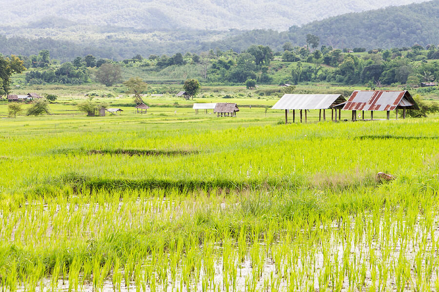 Rice field in thailand #1 Photograph by Sirichai_ec2