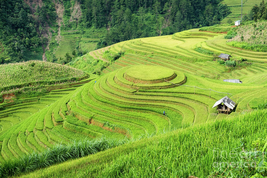 Rice Field On Terraced Landmark Of Mu Cang Chai Photograph By Thanayu Jongwattanasilkul Fine 9671