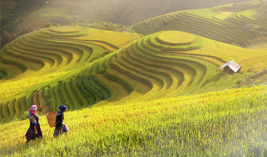 Rice fields on terraced of Mu Cang Chai Photograph by Anek Suwannaphoom ...