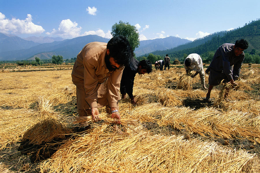 Rice Harvest, Kashmir, Pahalgam, India #1 Photograph by Andrea Pistolesi