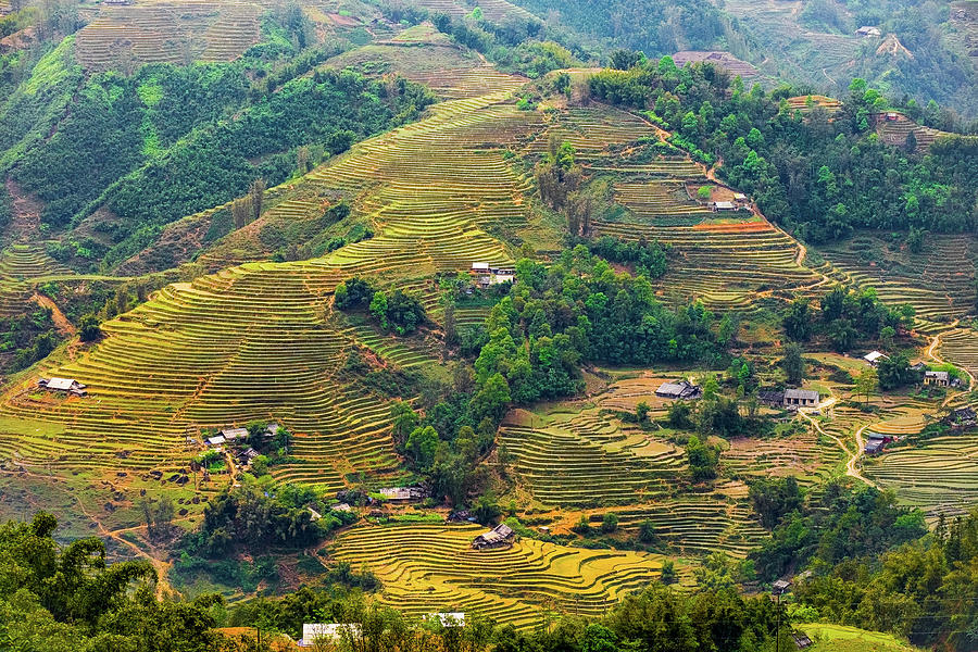 Rice Terraces in Sapa Photograph by Arj Munoz