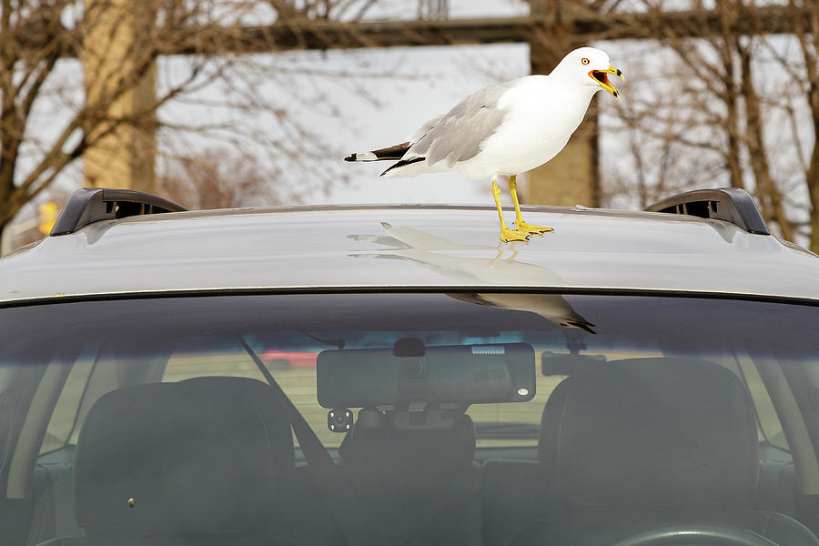 Ring-billed Gull calls from the roof of a parked car #1 Photograph by SAURAVphoto Online Store